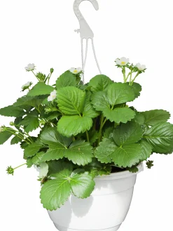 Jordgubb lat. Fragaria x ananassa Ampel