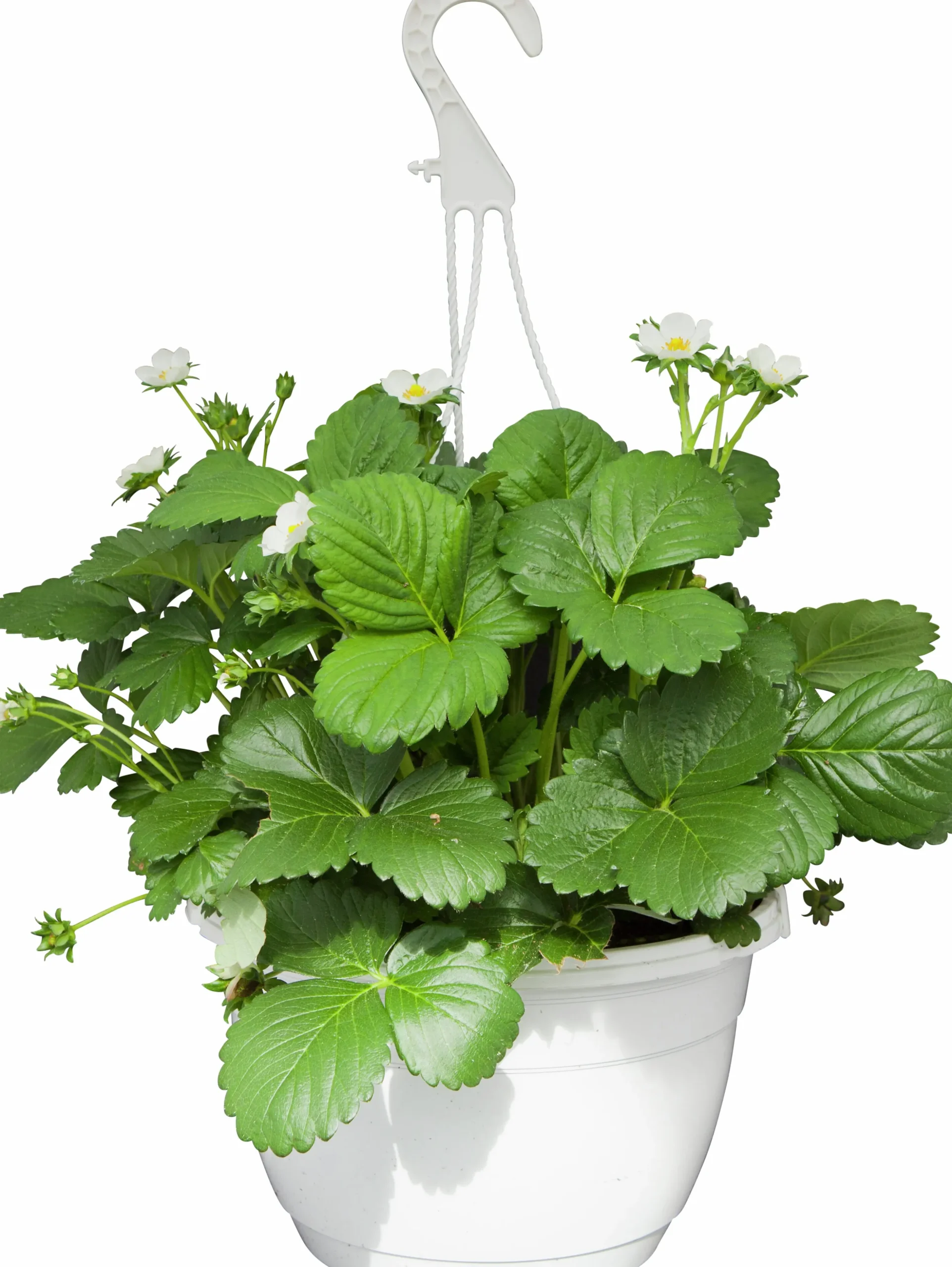 Jordgubb lat. Fragaria x ananassa Ampel