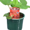 Jordgubbsplanta lat. Fragaria x ananassa 'Merlan'