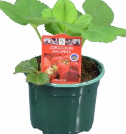 Jordgubbsplanta lat. Fragaria x ananassa 'Merlan'