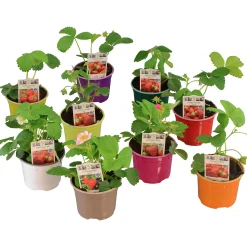 Jordgubbsplanta lat. Fragaria x ananassa 'Merlan'