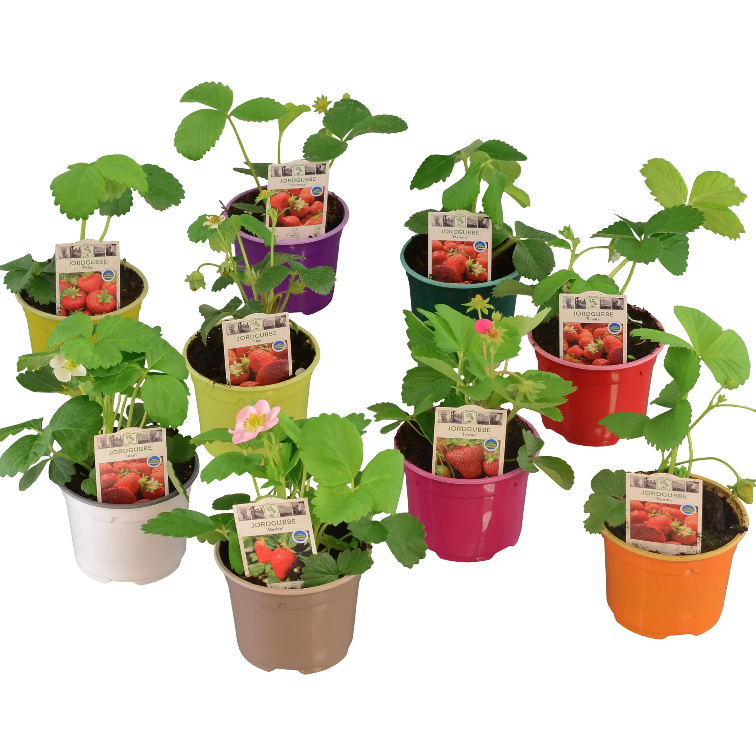 Jordgubbsplanta lat. Fragaria x ananassa 'Merlan'