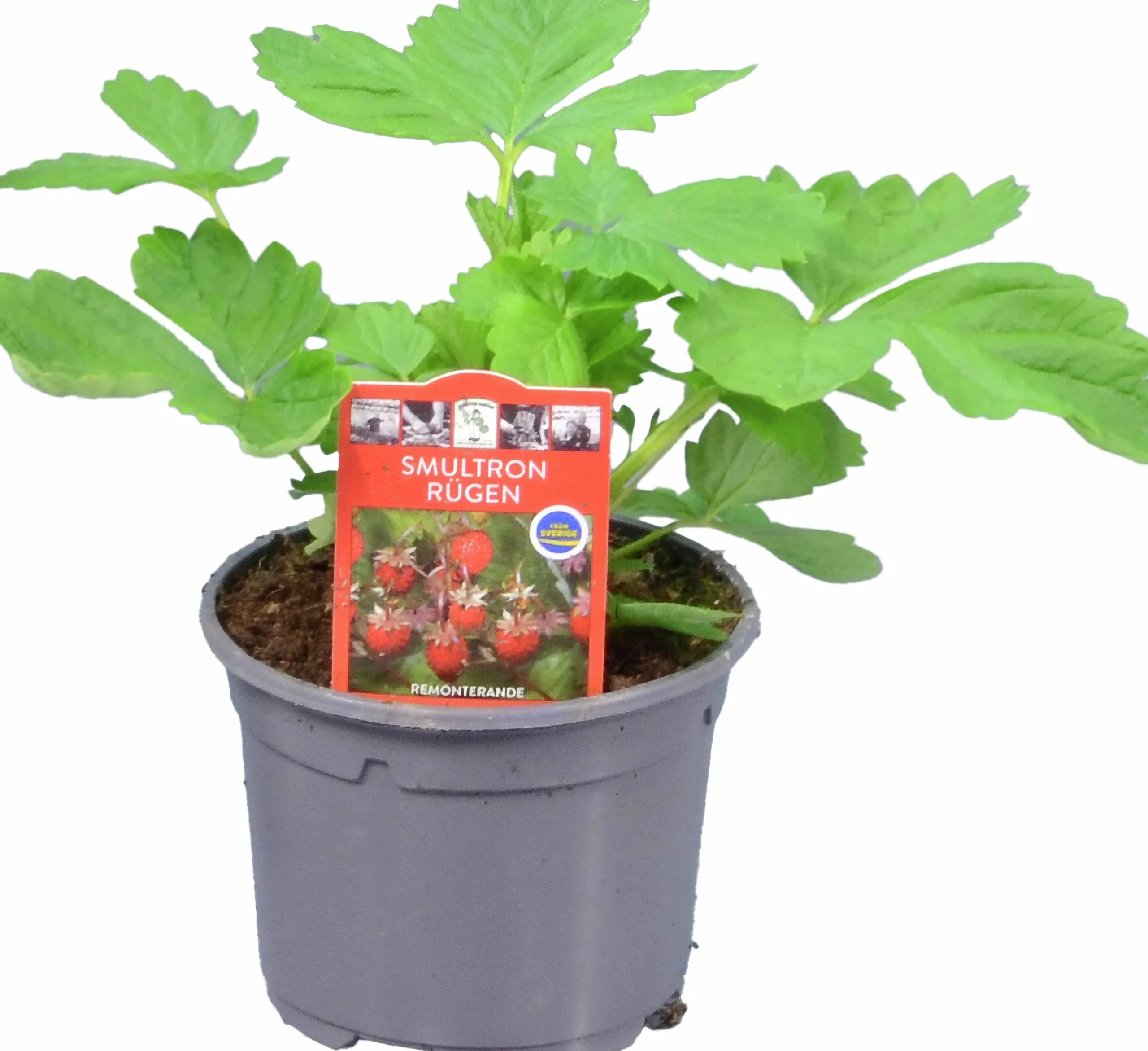 Jordgubbsplanta lat. Fragaria x ananassa 'Merlan'