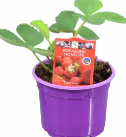 Jordgubbsplanta lat. Fragaria x ananassa 'Merlan'