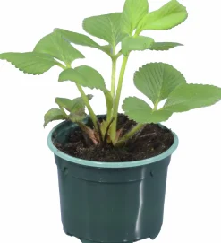 Jordgubbsplanta lat. Fragaria x ananassa 'Merlan'