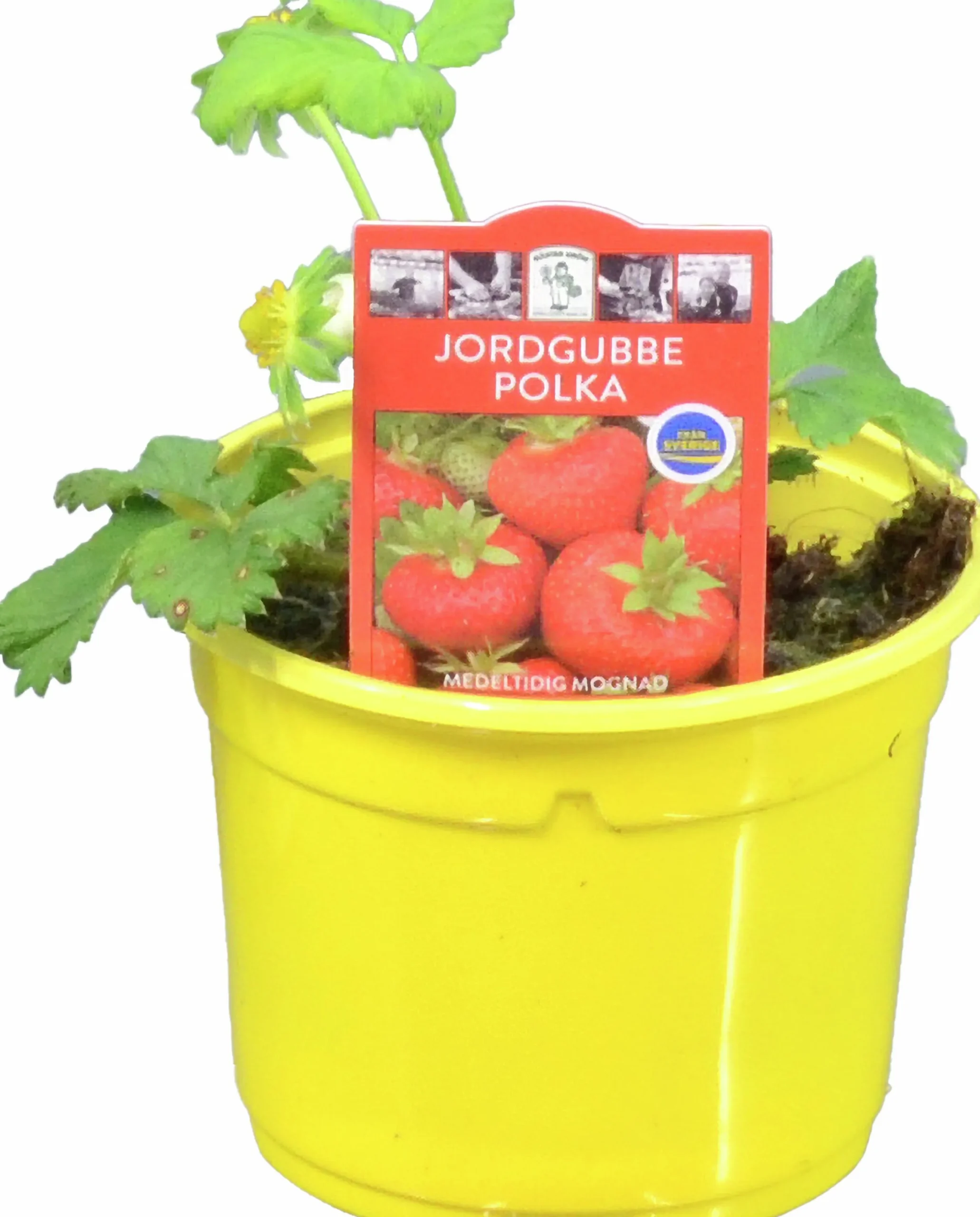Jordgubbsplanta lat. Fragaria x ananassa 'Merlan'