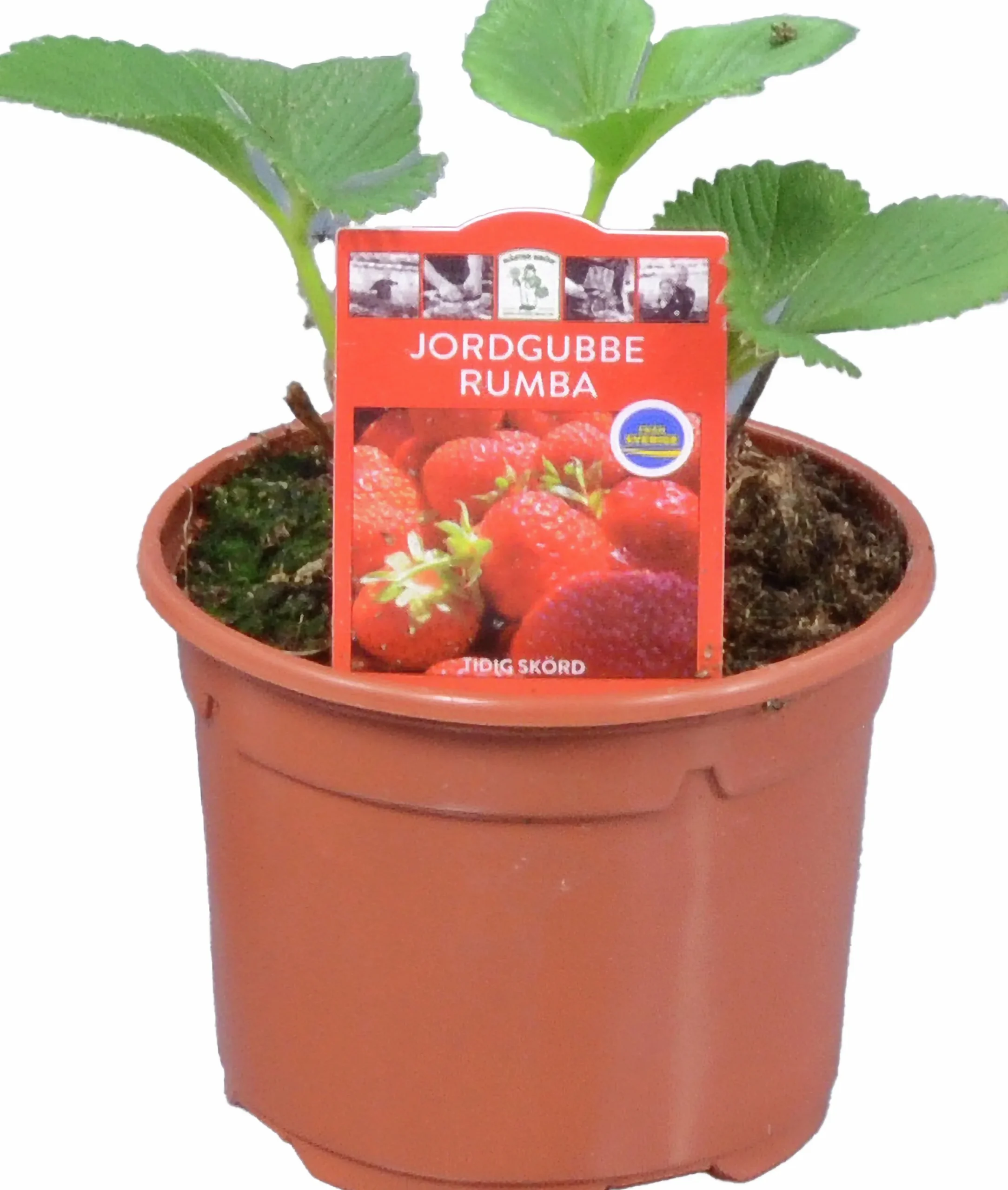 Jordgubbsplanta lat. Fragaria x ananassa 'Merlan'