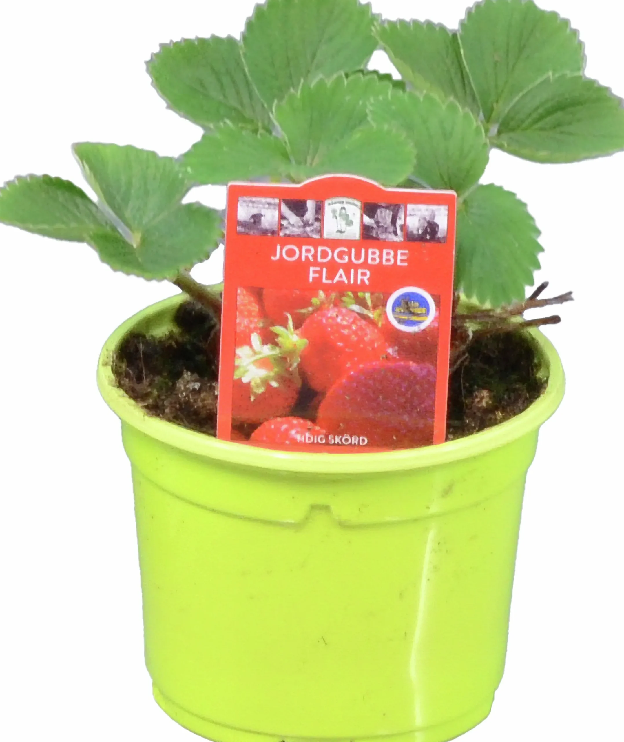 Jordgubbsplanta lat. Fragaria x ananassa 'Merlan'