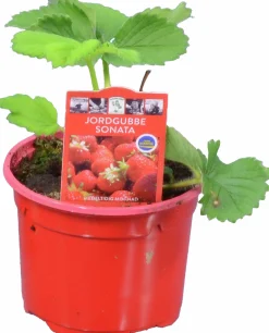 Jordgubbsplanta lat. Fragaria x ananassa 'Merlan'