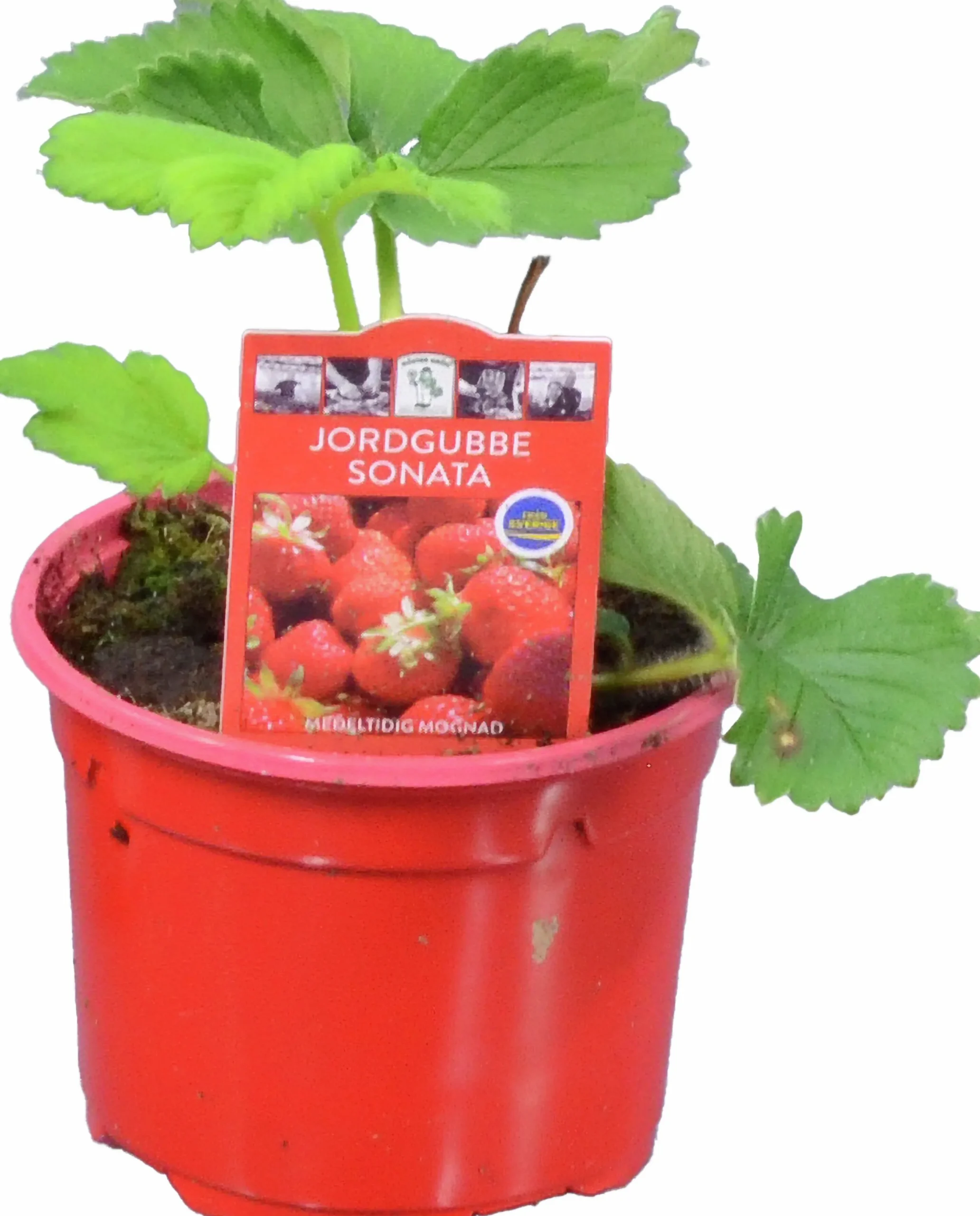 Jordgubbsplanta lat. Fragaria x ananassa 'Merlan'