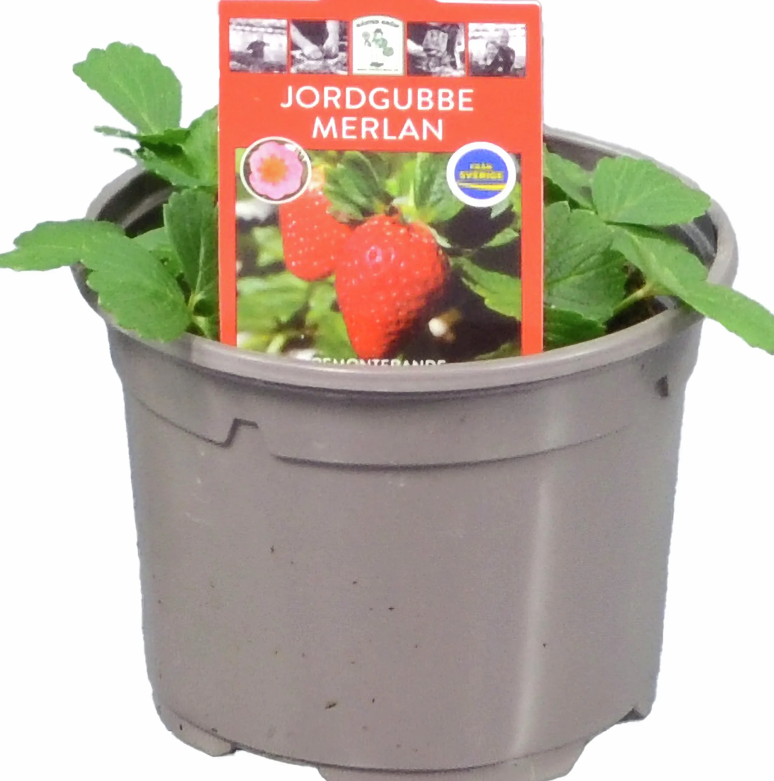 Jordgubbsplanta lat. Fragaria x ananassa 'Merlan'