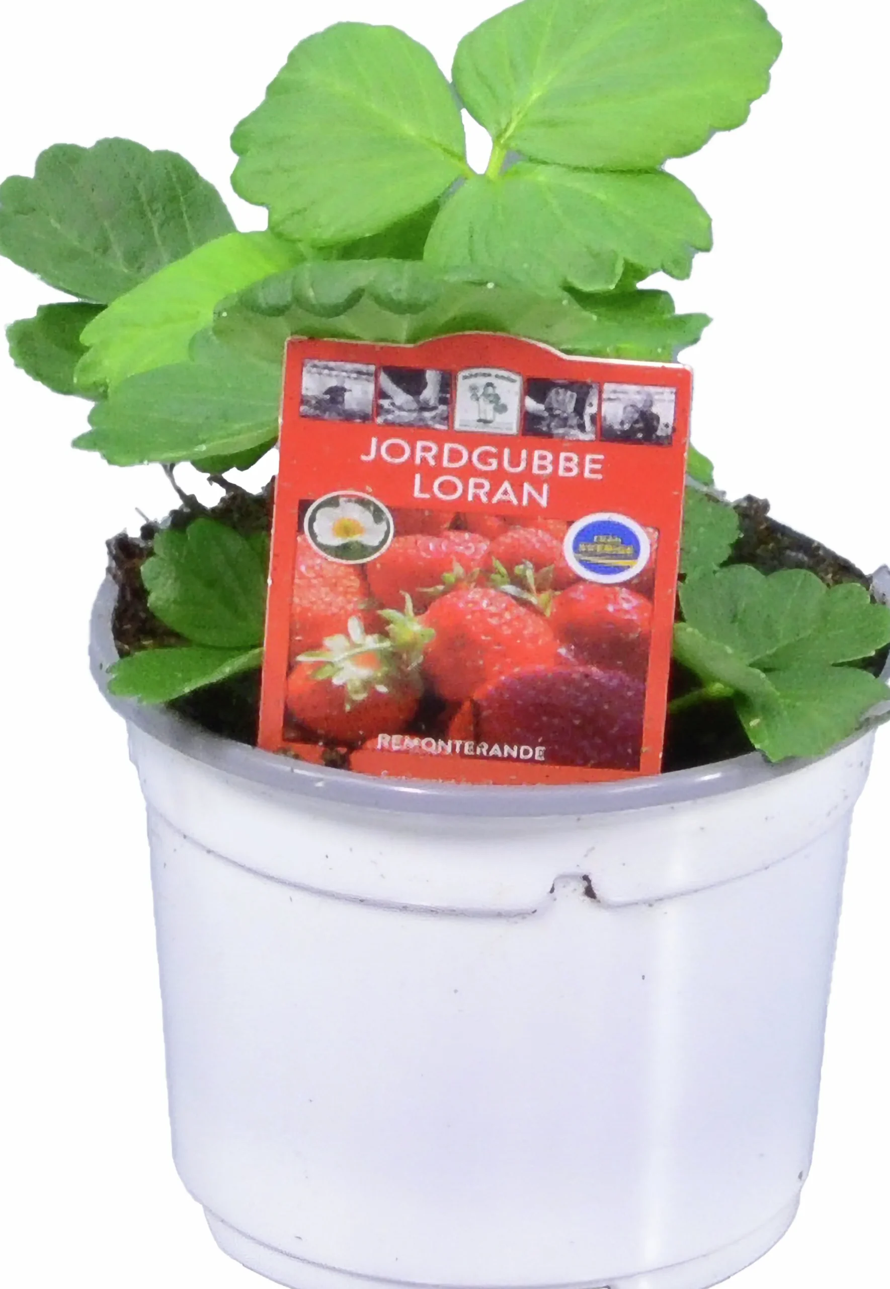 Jordgubbsplanta lat. Fragaria x ananassa 'Merlan'