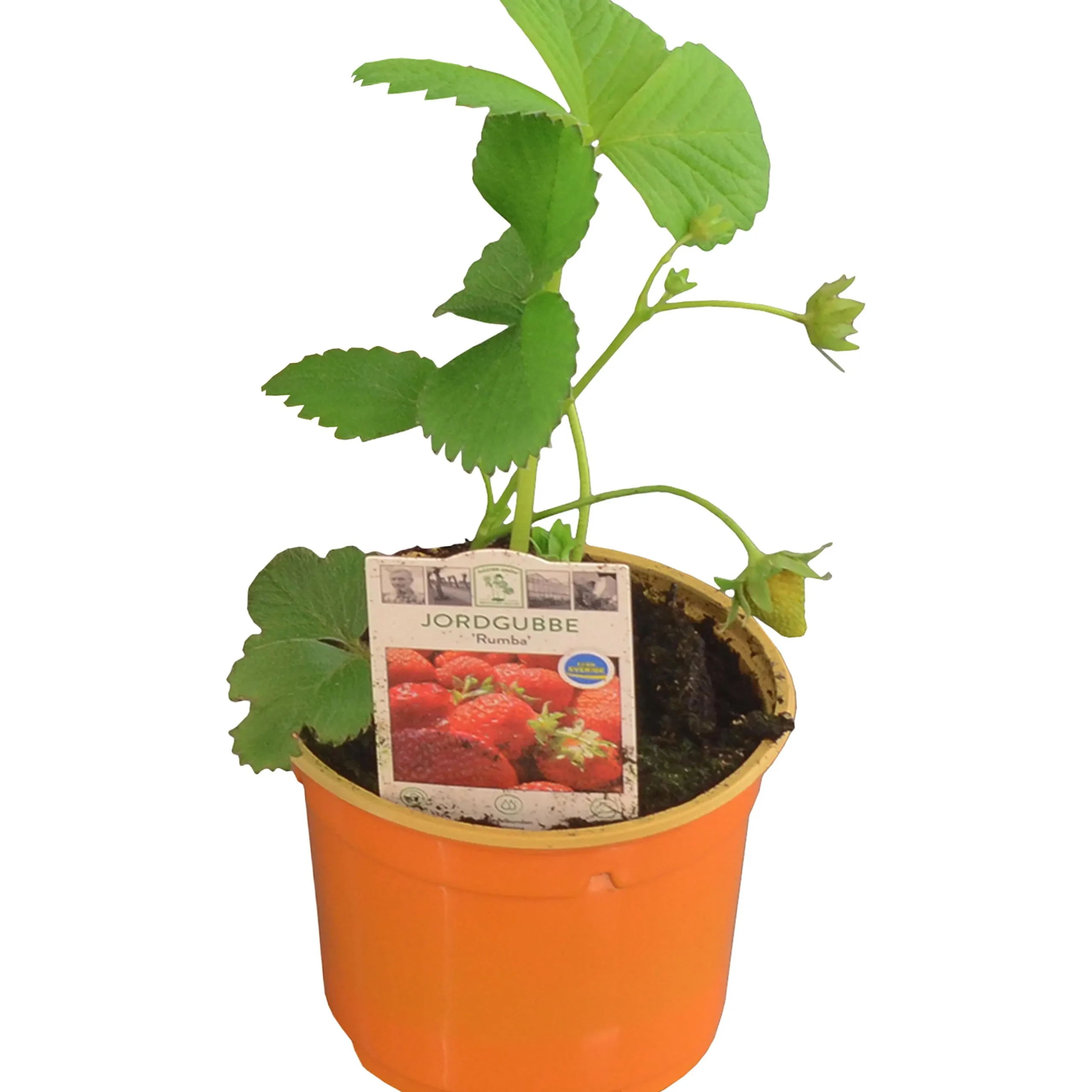 Jordgubbsplanta lat. Fragaria x ananassa 'Merlan'