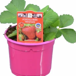 Jordgubbsplanta lat. Fragaria x ananassa 'Merlan'