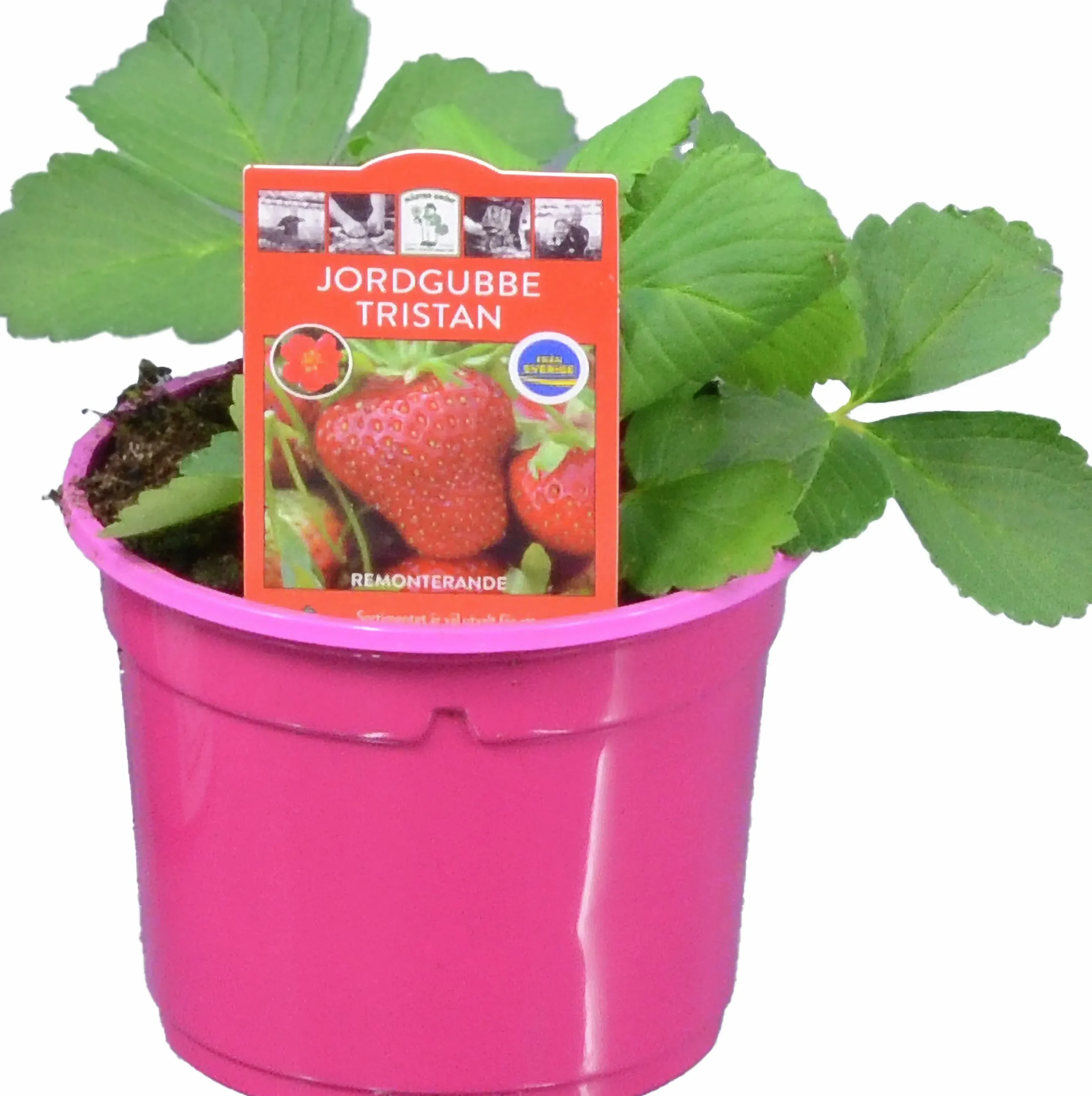 Jordgubbsplanta lat. Fragaria x ananassa 'Merlan'