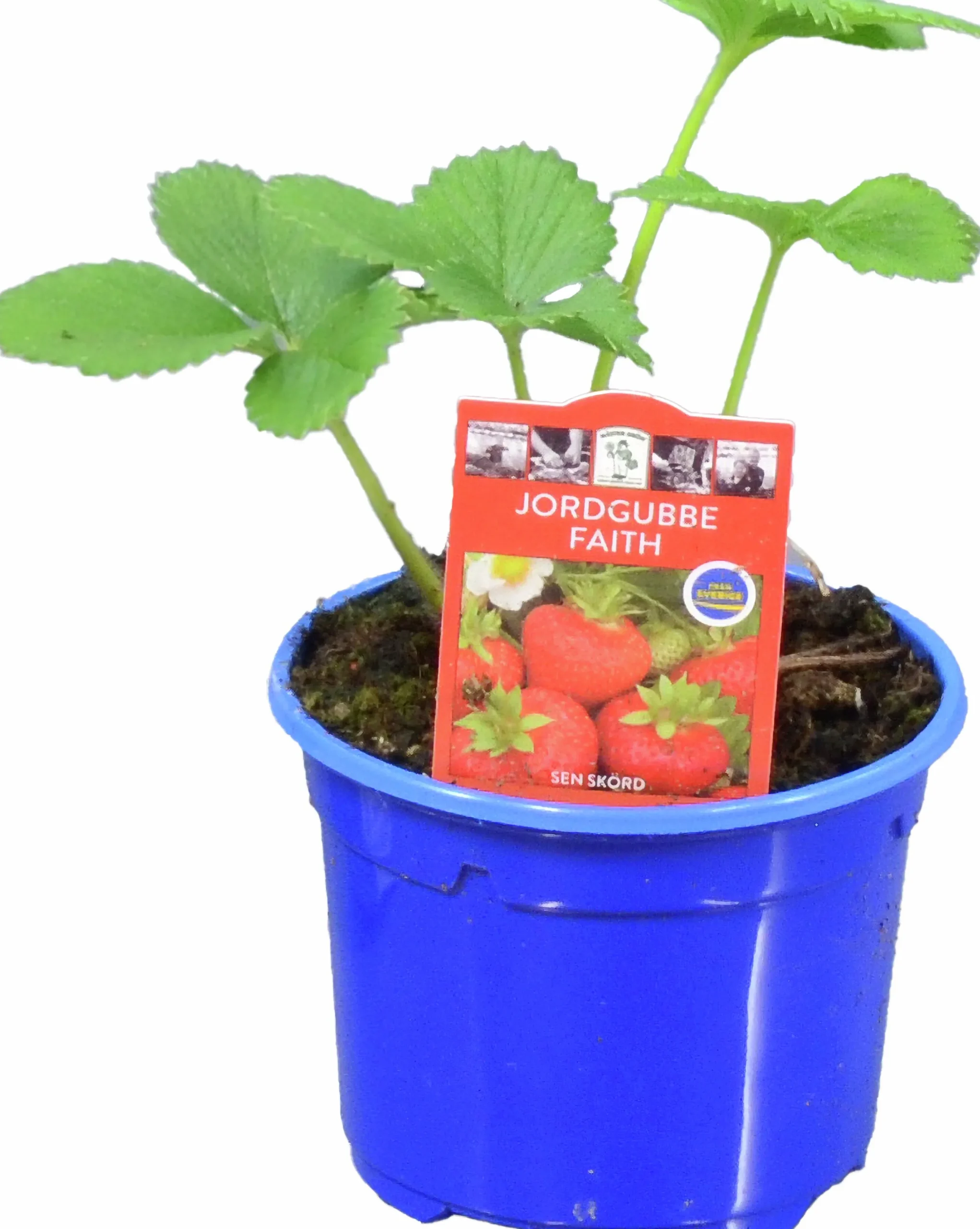 Jordgubbsplanta lat. Fragaria x ananassa 'Merlan'