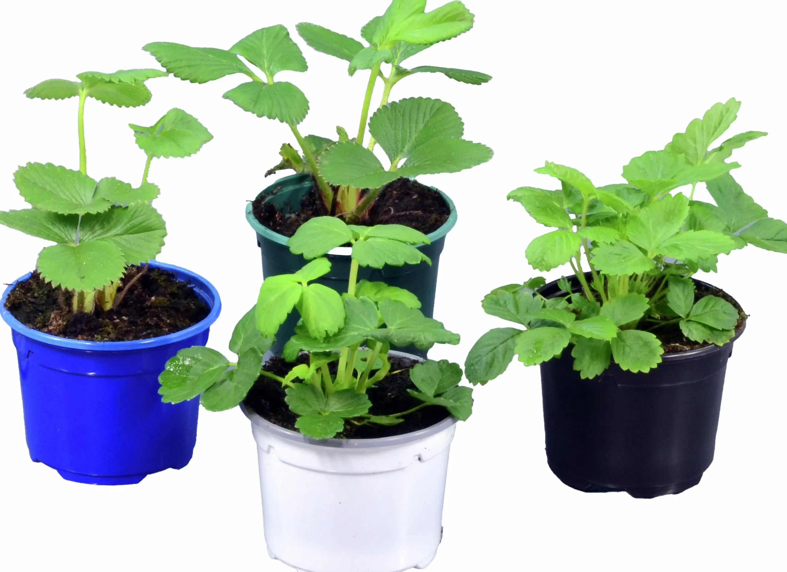 Jordgubbsplanta lat. Fragaria x ananassa 'Merlan'