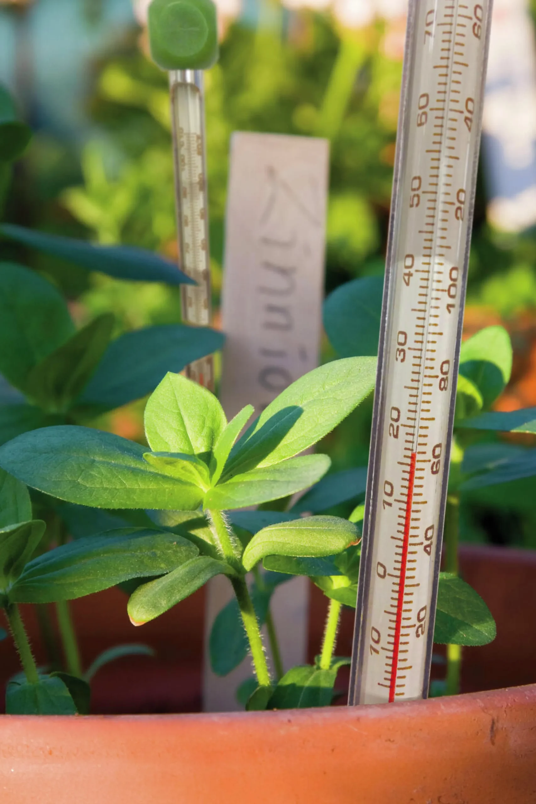 Jordtermometer Nelson Garden PlantStart