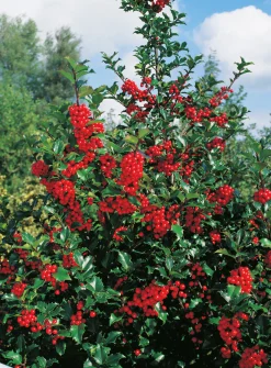 Järnek 'Blue Princess' Krukodlad
