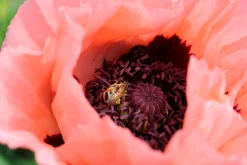 Jättevallmo 'Prinzessin Viktoria Louise'