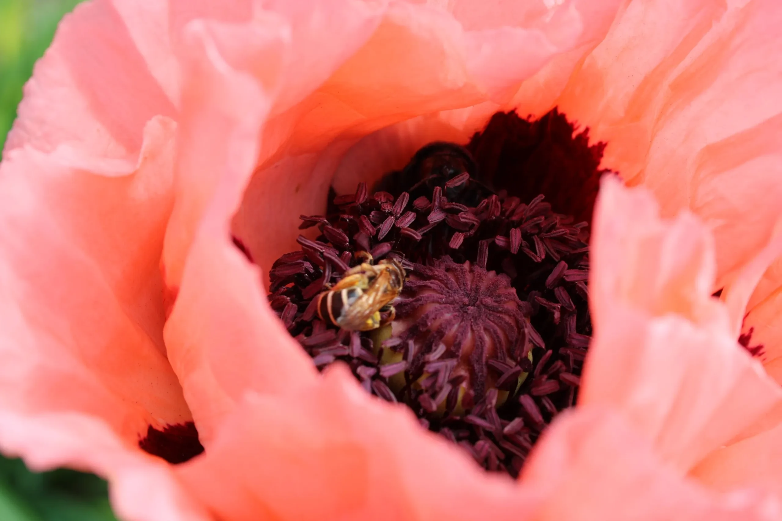 Jättevallmo 'Prinzessin Viktoria Louise'