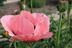 Jättevallmo 'Prinzessin Viktoria Louise'