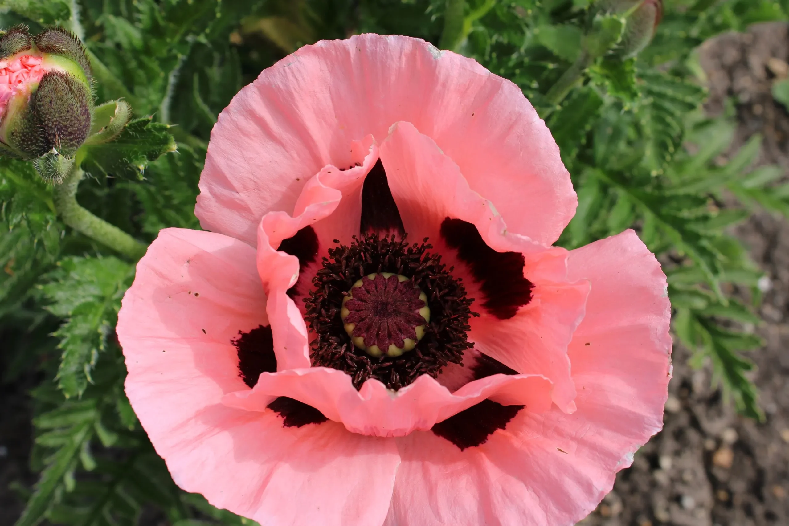 Jättevallmo 'Prinzessin Viktoria Louise'