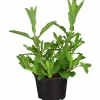 Jätteverbena lat. Verbena bonariensis 'Purple Tower'