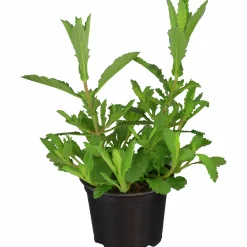 Jätteverbena lat. Verbena bonariensis 'Purple Tower'