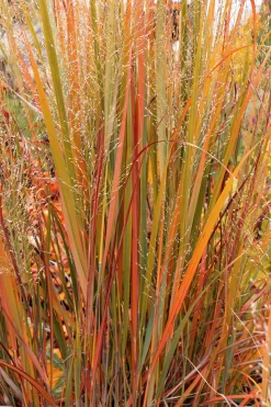 Jungfruhirs Prydnadshirs 'Northwind' 2L