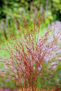 Jungfruhirs 'Squaw' 2L
