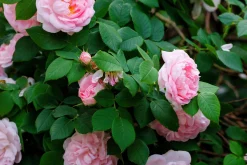 Jungfruros 'Maidens Blush' Barrotad