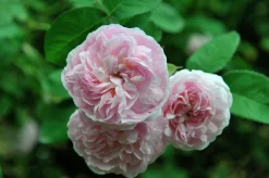 Jungfruros 'Maidens Blush' Barrotad