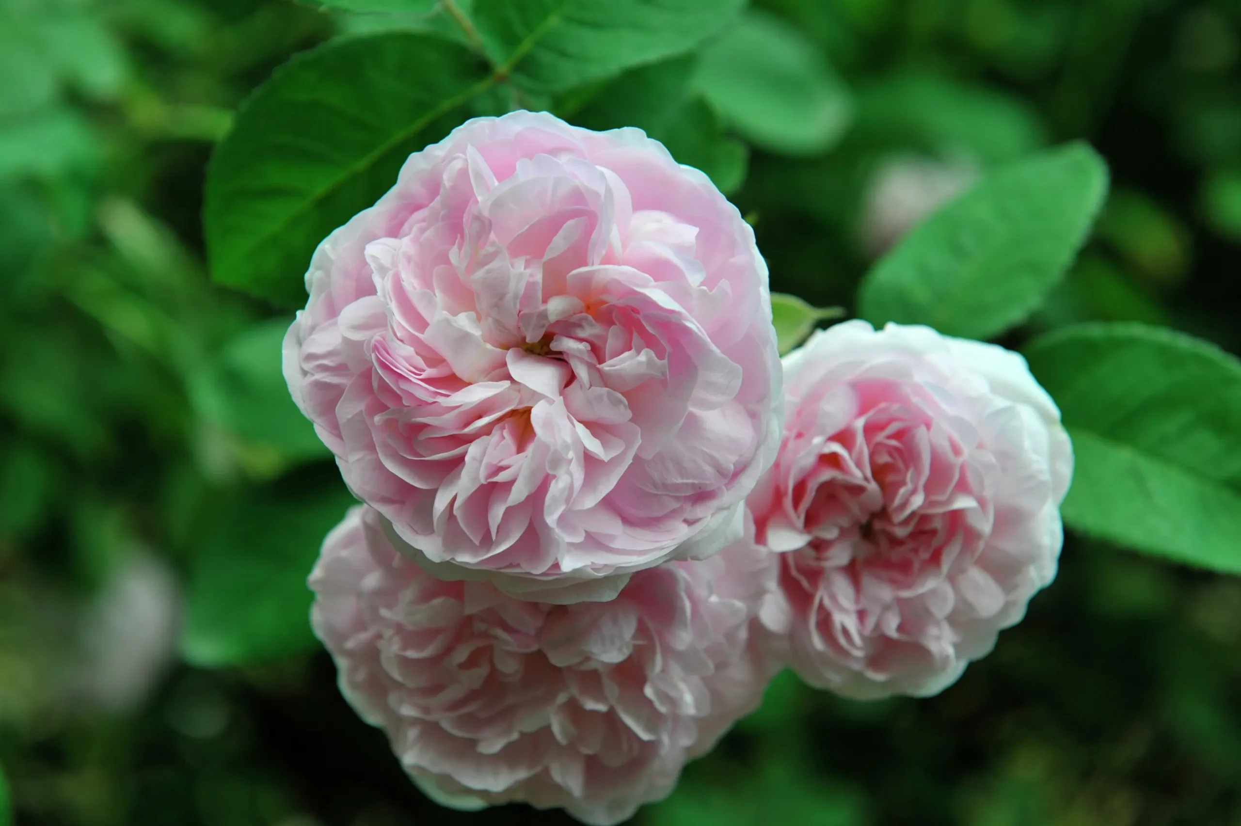 Jungfruros 'Maidens Blush' Barrotad