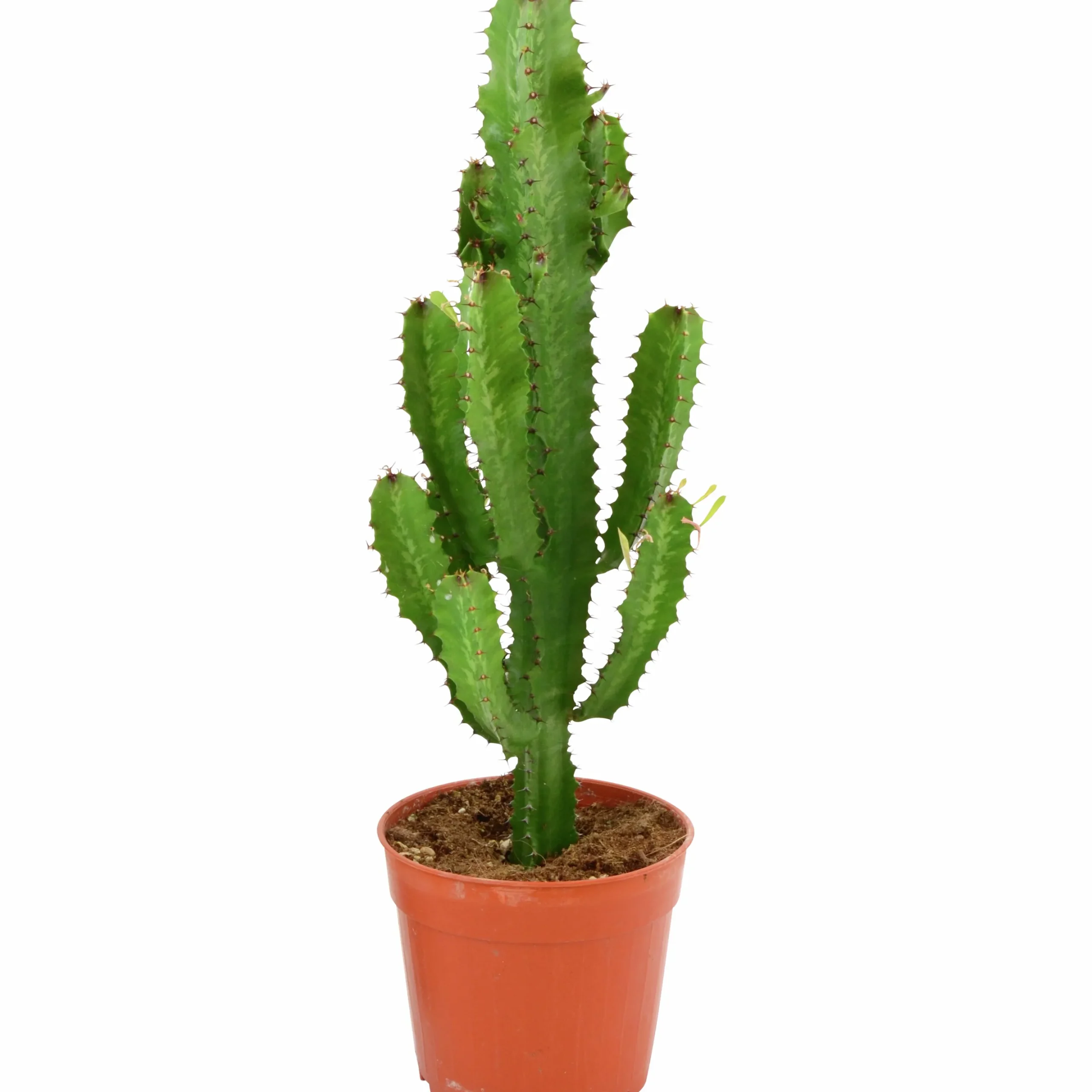 Kaktus HighChaparall lat. Euphorbia canariensis 'Tetra' 65cm
