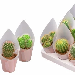 Kaktus Mix i 8,5cm kruka