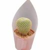 Kaktus Mix i 12cm kruka