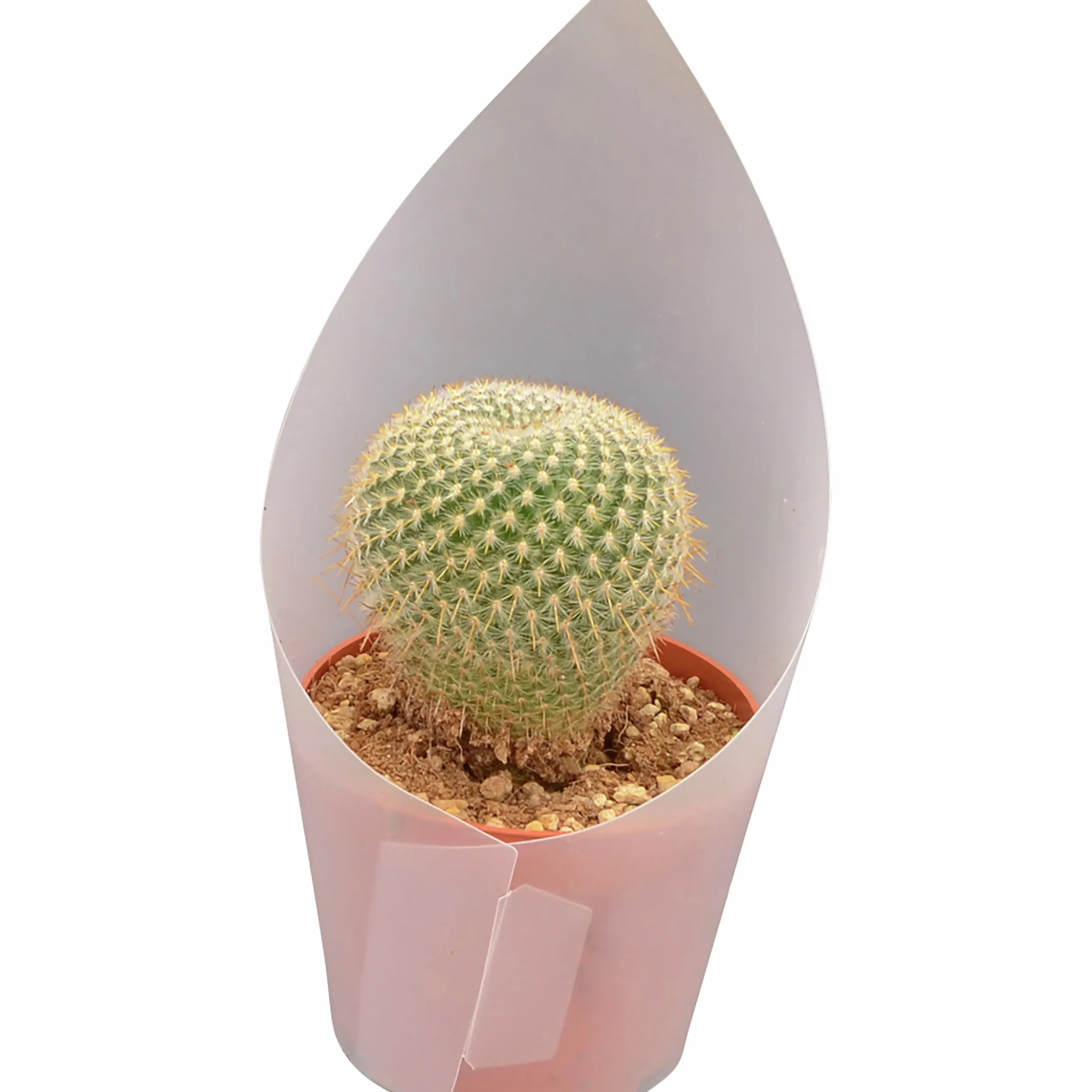 Kaktus Mix i 12cm kruka