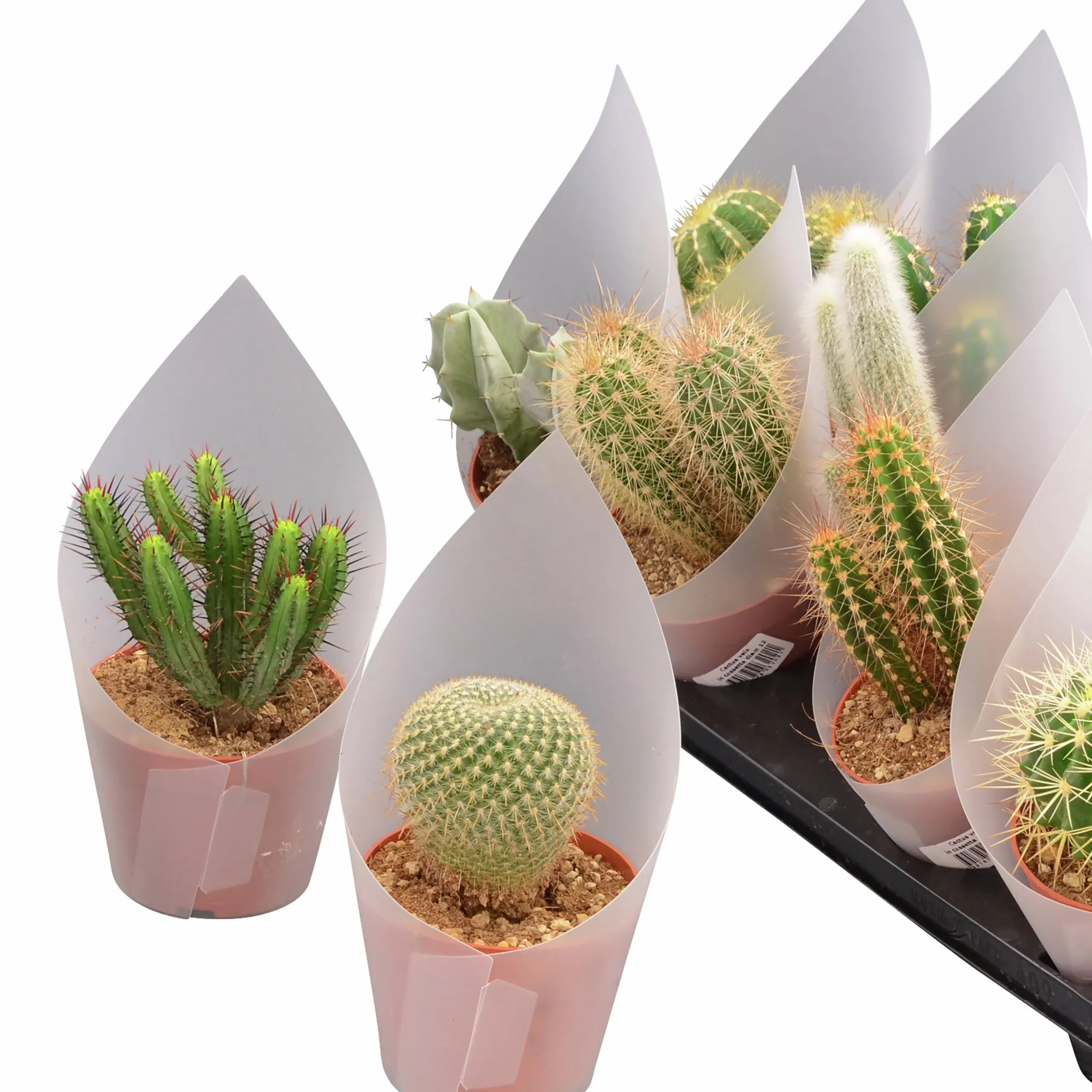 Kaktus Mix i 12cm kruka