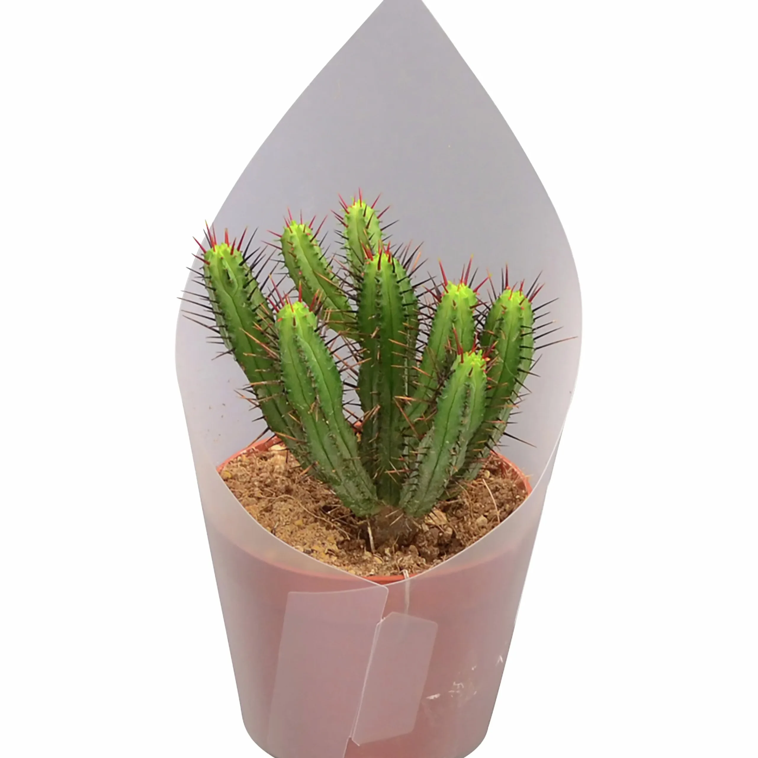 Kaktus Mix i 12cm kruka