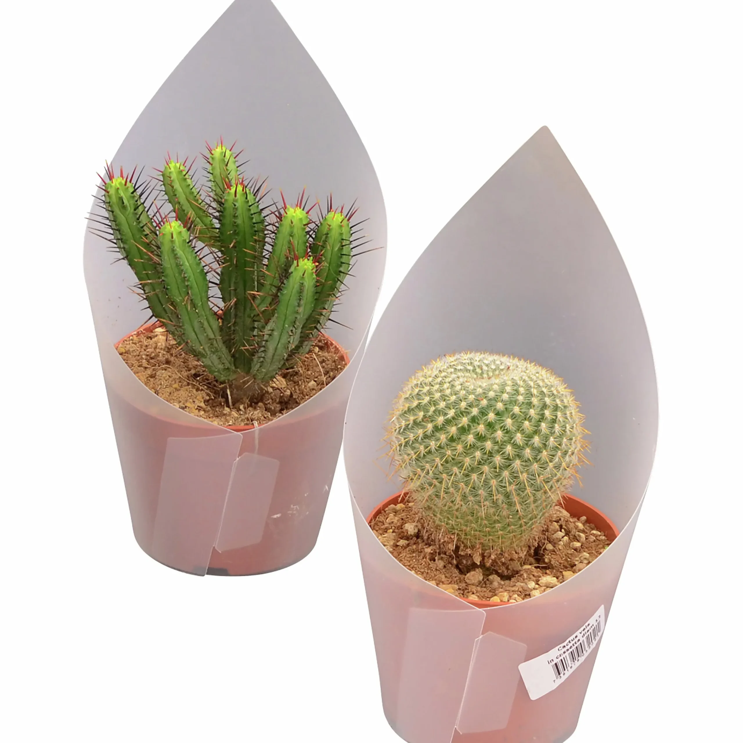 Kaktus Mix i 12cm kruka