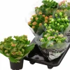 Kalanchoe i 12cm kruka