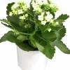 Kalanchoe Mini