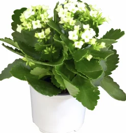 Kalanchoe Mini