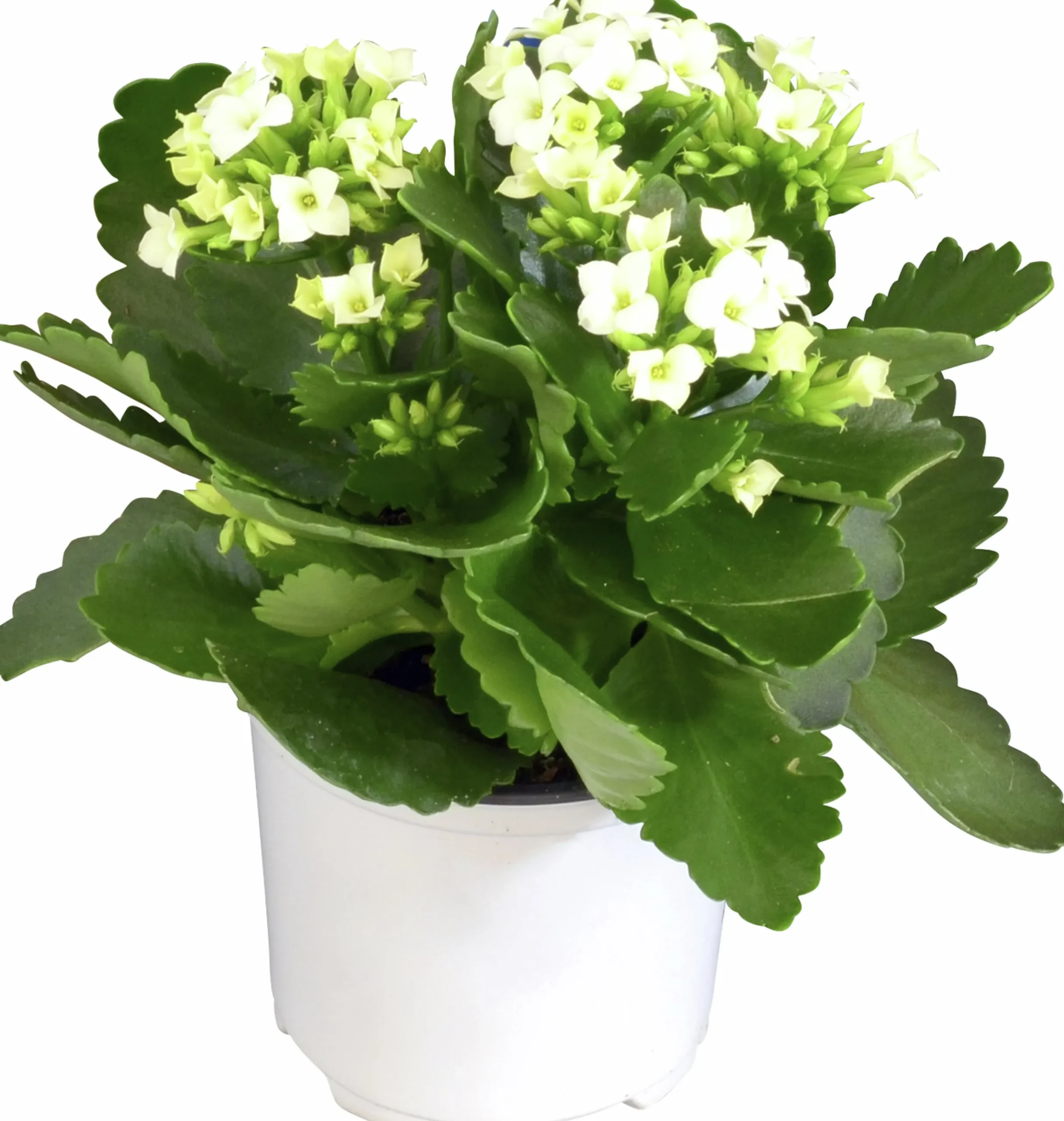 Kalanchoe Mini