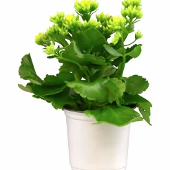 Kalanchoe X 10 Högtid Gul