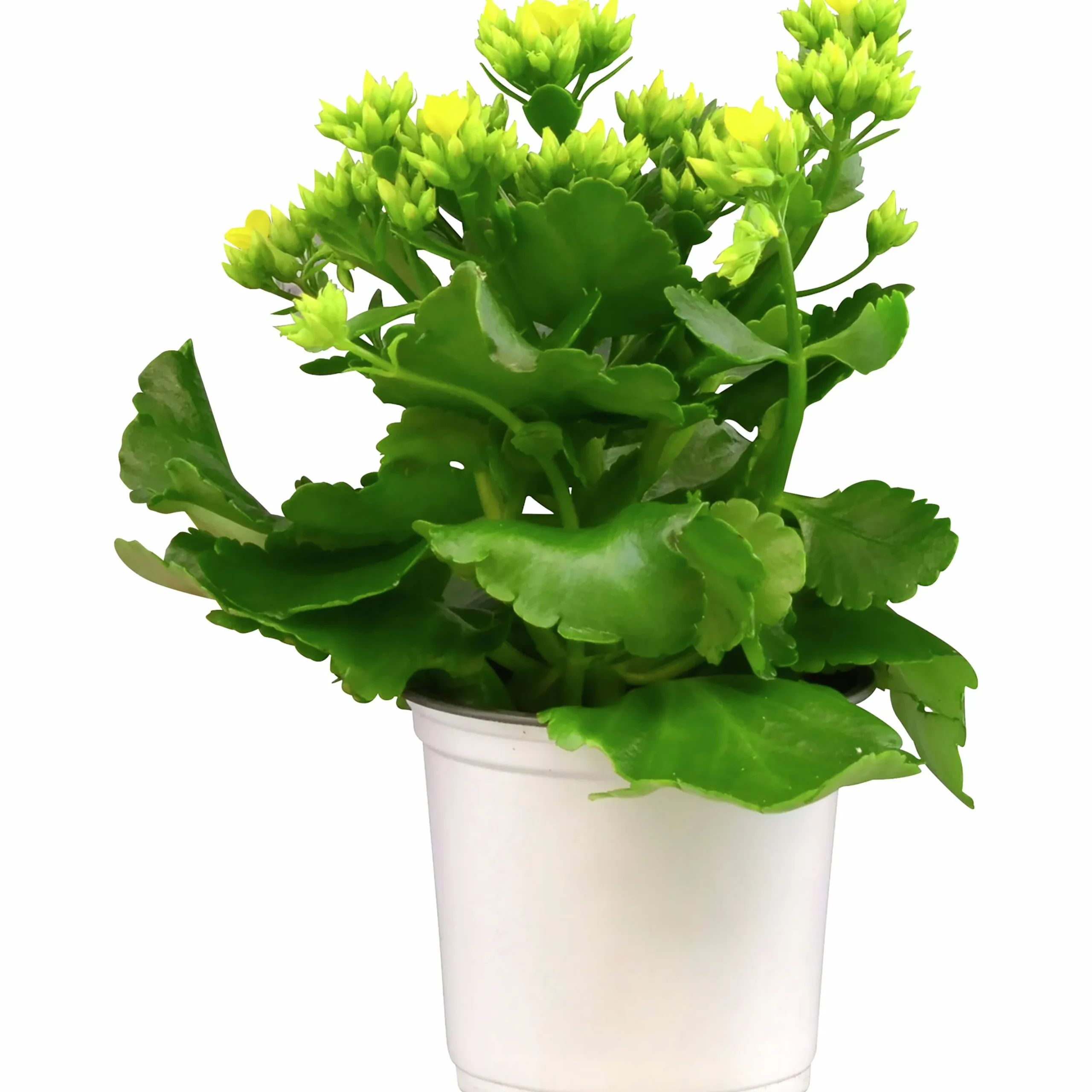 Kalanchoe X 10 Högtid Gul