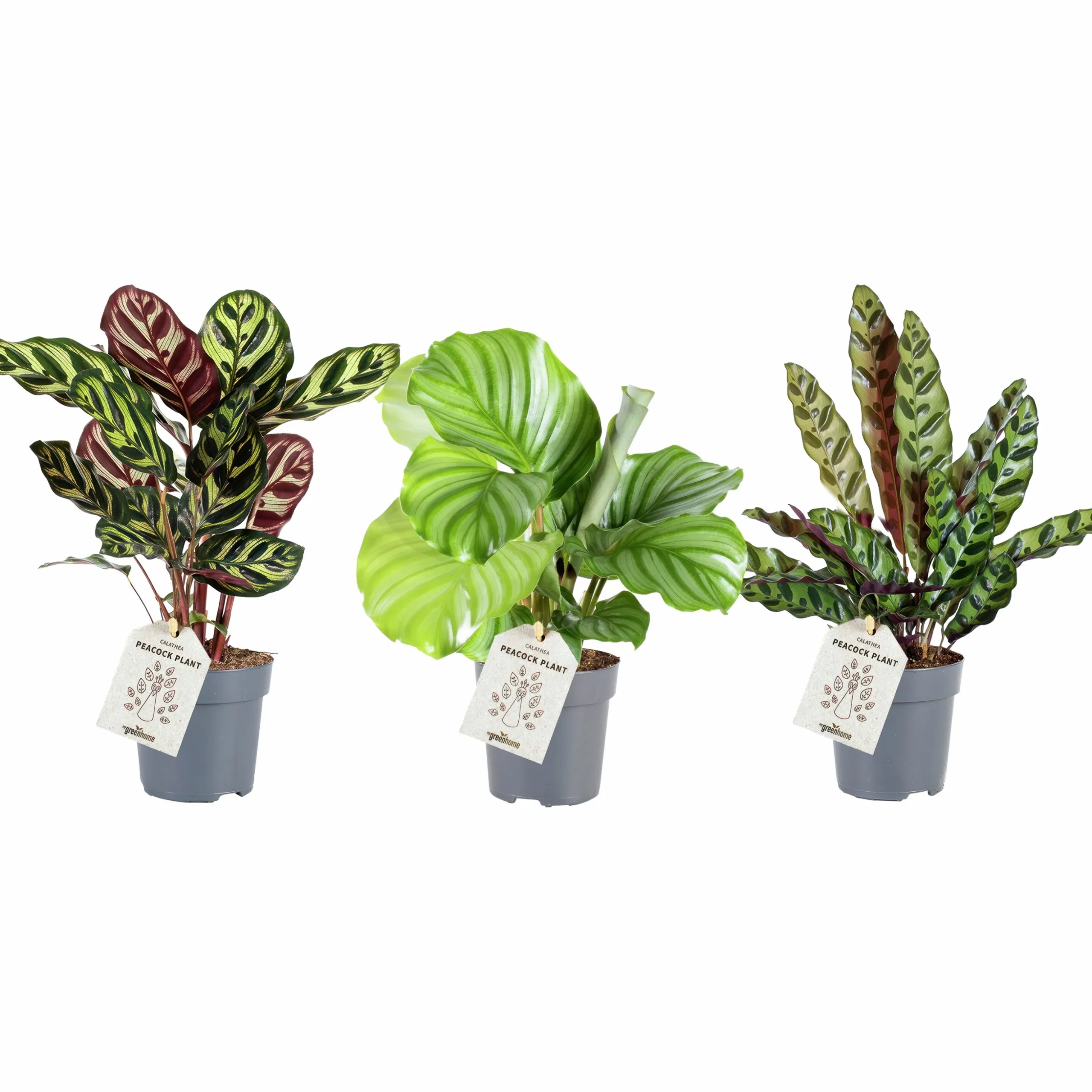 Kalathea Mix i 11cm kruka