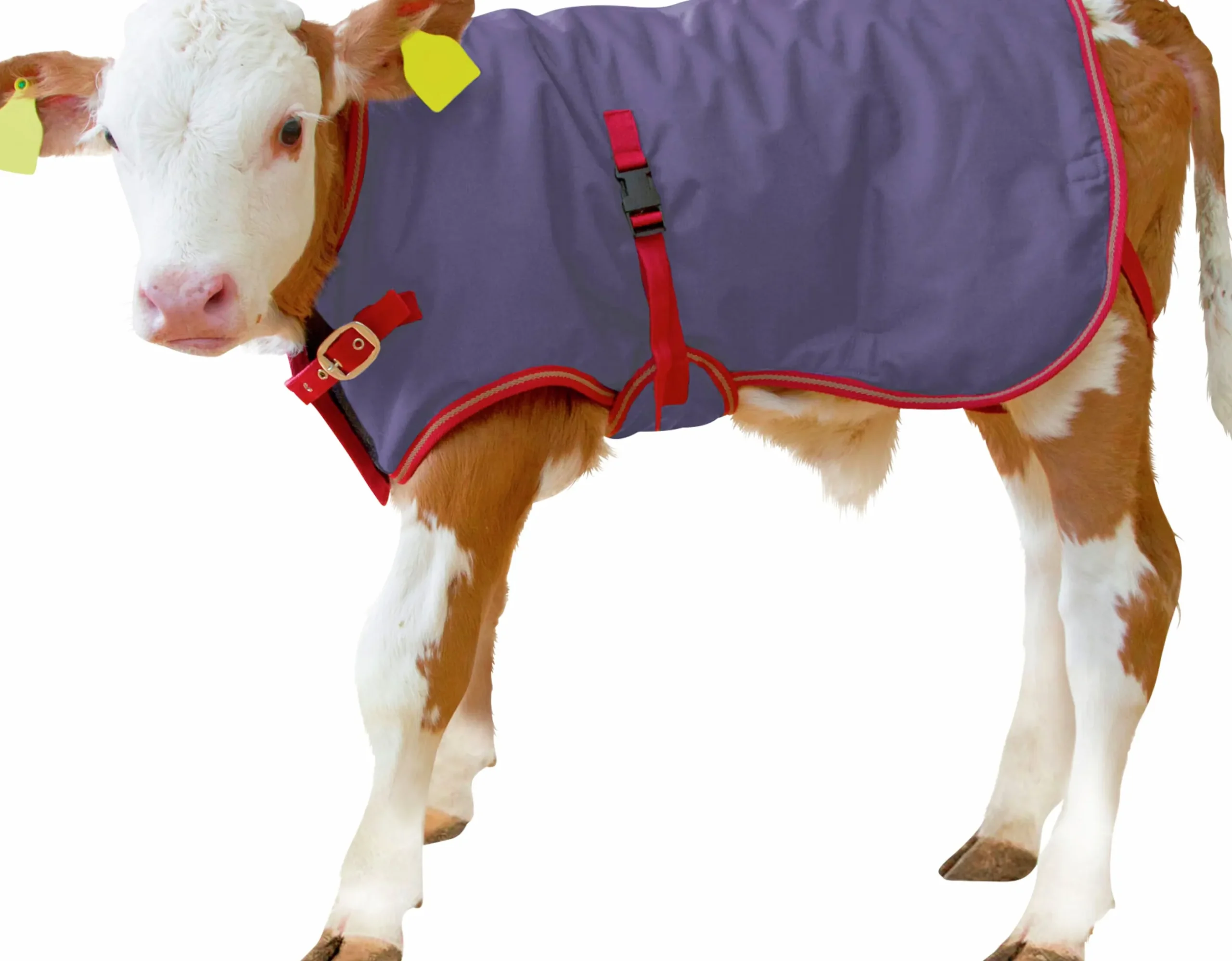 Kalvtäcke Kerbl ThermoPlus blå 70cm