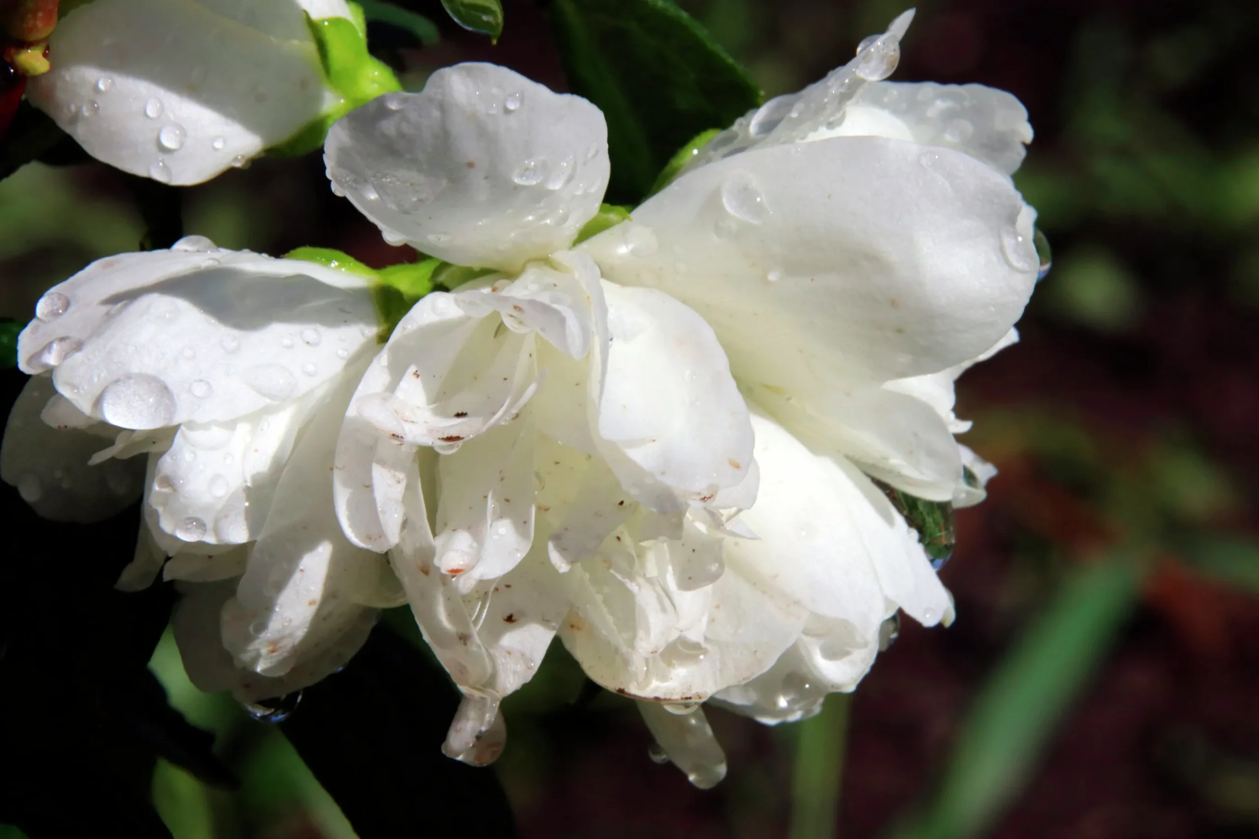 Kameliaschersmin 'Snowbelle'